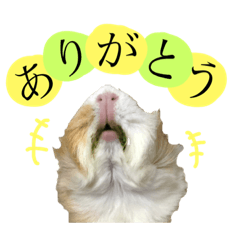 [LINEスタンプ] チビたちスタンプvol.1