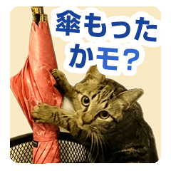 [LINEスタンプ] 少しおせっかいな猫 ずんぐりちゃん