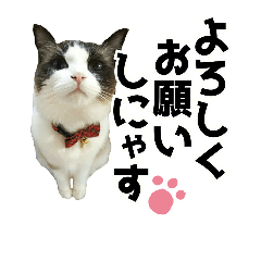 [LINEスタンプ] ラグドール(猫) ルルナ 日常編1