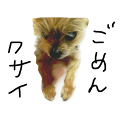 [LINEスタンプ] ヨーキーなラスケ様