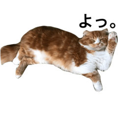 [LINEスタンプ] 毎日猫の下僕