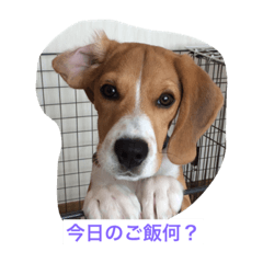 [LINEスタンプ] 我が家の小太郎