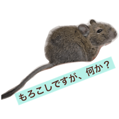 [LINEスタンプ] デグーの「もろこし」