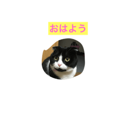 [LINEスタンプ] 清恵スタンプ