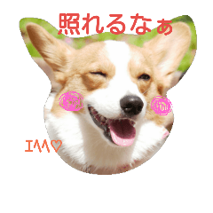 [LINEスタンプ] 我が家のコーギースタンプ