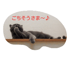 [LINEスタンプ] ぶさかわブリショ『ひなこ』の日常