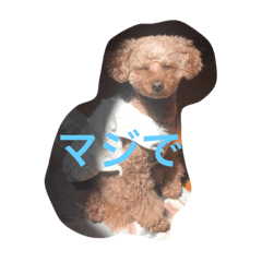 [LINEスタンプ] ぴのちゃん