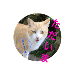 [LINEスタンプ] 風来坊のねこ、猫、ネコ、cat.