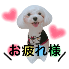 [LINEスタンプ] 【まるの日常】