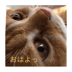 [LINEスタンプ] ねこまたんのよく使うことば