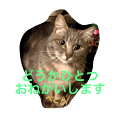 [LINEスタンプ] すにゃんぷ