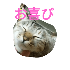 [LINEスタンプ] 猫のごましお