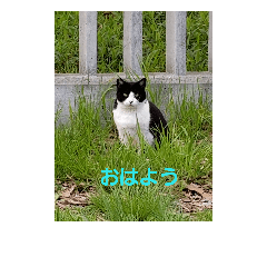 [LINEスタンプ] そとねこ2