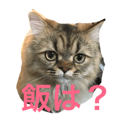 [LINEスタンプ] こむぎとあんずの平和な生活