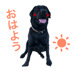 [LINEスタンプ] 黒ラブのもも