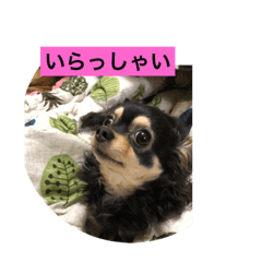 [LINEスタンプ] 自由です