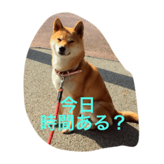 [LINEスタンプ] 柴犬ゆきの日常スタンプ