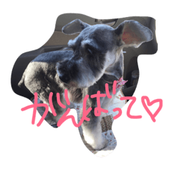 [LINEスタンプ] 愛犬のいくらちゃん1