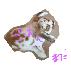 [LINEスタンプ] 猫飼いウサギ