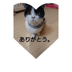 [LINEスタンプ] 我が家のネコとわんこ