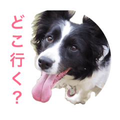 [LINEスタンプ] ボーダーコリーのミルキィ・ぺぺ