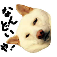 [LINEスタンプ] 愛犬 まめた の日常