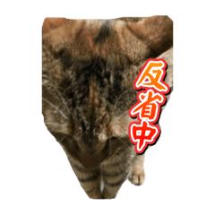 [LINEスタンプ] 動物王国A