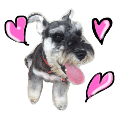 [LINEスタンプ] 愛犬ムサシの日常