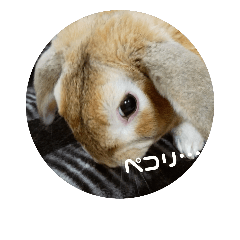 [LINEスタンプ] うちのうさぎ達です。