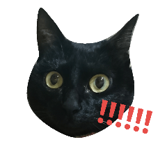 [LINEスタンプ] 猫達のいる生活