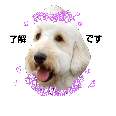 [LINEスタンプ] ゴールデンドゥードル 姫の画像（メイン）