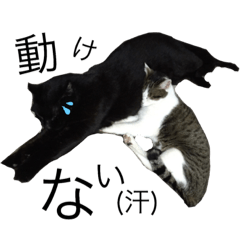 [LINEスタンプ] 黒猫ダッフィ