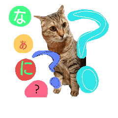 [LINEスタンプ] にゃんにゃんズ！