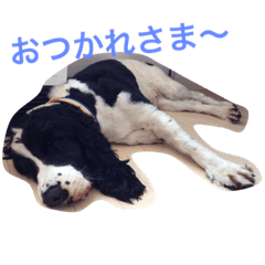 [LINEスタンプ] そっちまるツー