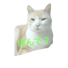 [LINEスタンプ] リアル猫生活