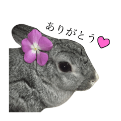 [LINEスタンプ] うさぎのジャムさん♫