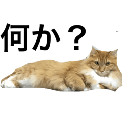 [LINEスタンプ] 茶々スタンプ