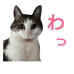 [LINEスタンプ] しゅうまいにゃんず 1