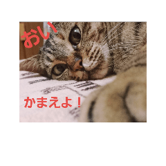 [LINEスタンプ] 私んちの動物達