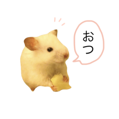 [LINEスタンプ] ハムちゃんずスタンプ