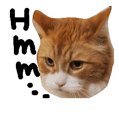 [LINEスタンプ] 外国人向け猫スタンプくう太と仲間たち