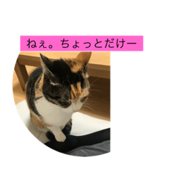 [LINEスタンプ] きょんとはるとにゃんこ