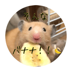 [LINEスタンプ] ハムスターのはむはむお