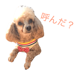 [LINEスタンプ] トイプーさくらの日常