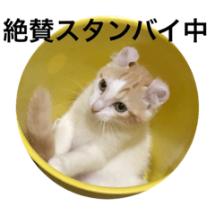 [LINEスタンプ] 日常会話from猫の表情