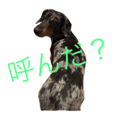 [LINEスタンプ] シルバーダップル  愛犬ルイ君