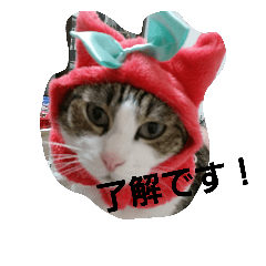 [LINEスタンプ] にゃんたっと