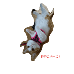 [LINEスタンプ] 我が家の猫2