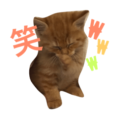 [LINEスタンプ] きなこの顏トーク集3