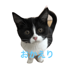 [LINEスタンプ] ぽぴぃ